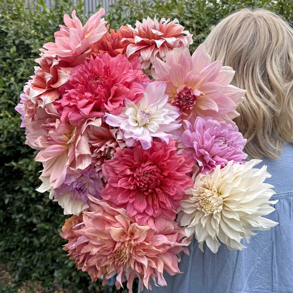Mix Dinnerplate Divas (8 dahlia's)