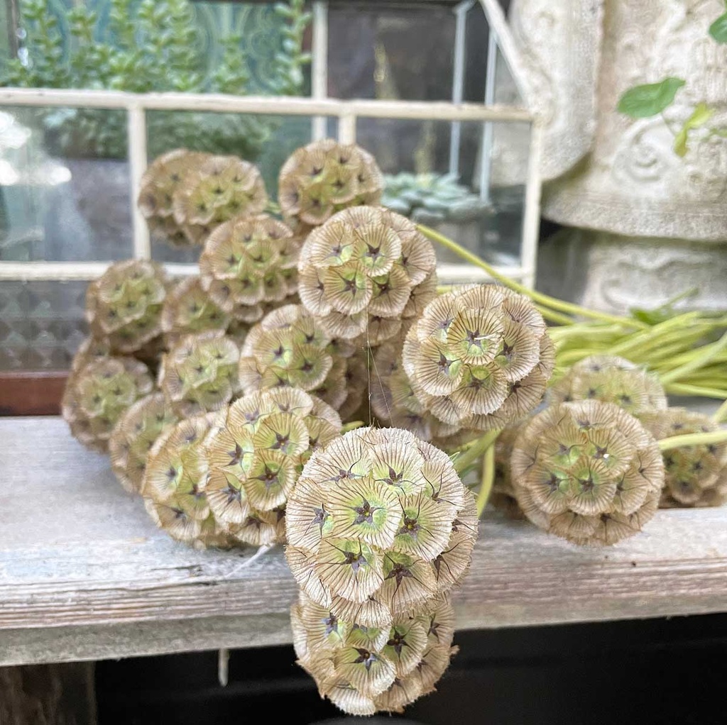Scabiosa Drumsticks