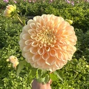 Honey Dew