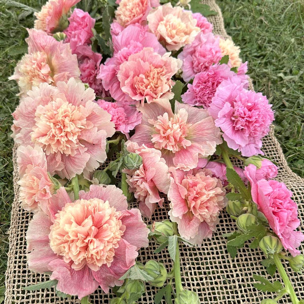 Alcea Rosea Carnival Old Rose & Appleblossom