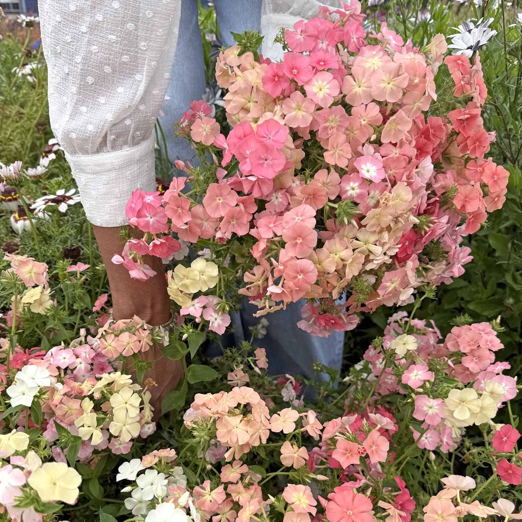 Phlox Beauty Coral Reef
