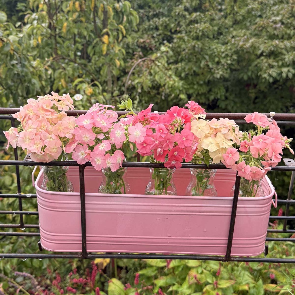 Phlox Beauty Coral Reef