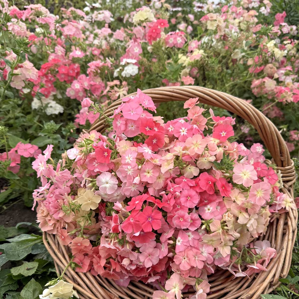 Phlox Beauty Coral Reef