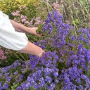 Limonium Forever Blue
