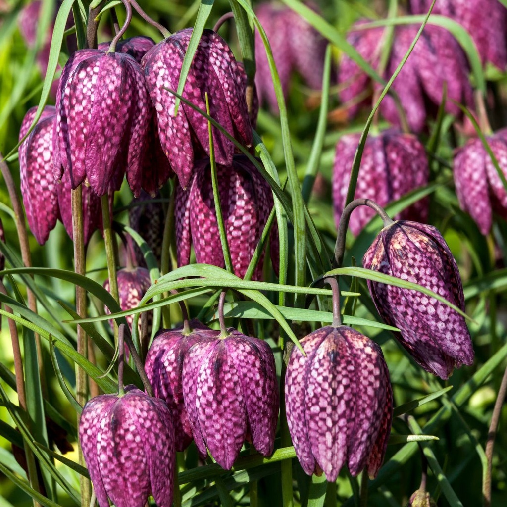 Fritillaria Meleagris (25 st)