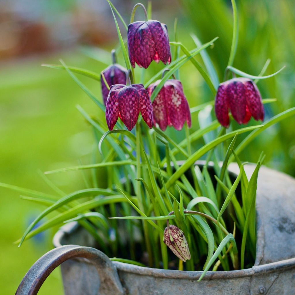Fritillaria Meleagris (25 st)