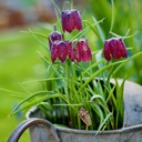 Fritillaria Meleagris (25 st)