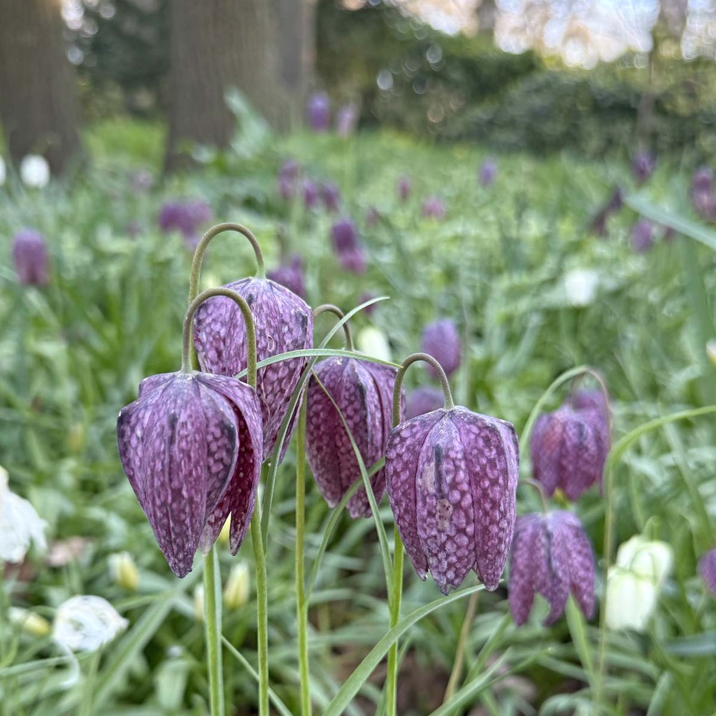 Fritillaria Meleagris (25 st)