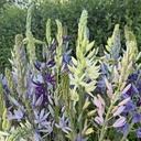 Camassia Caerulea