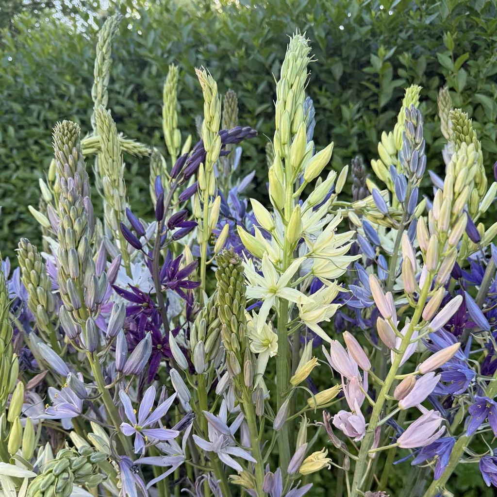 Camassia Blue Heaven