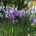 Camassia Caerulea 10x