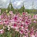 Anthirrhinum Lucky Lips
