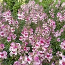 Anthirrhinum Lucky Lips