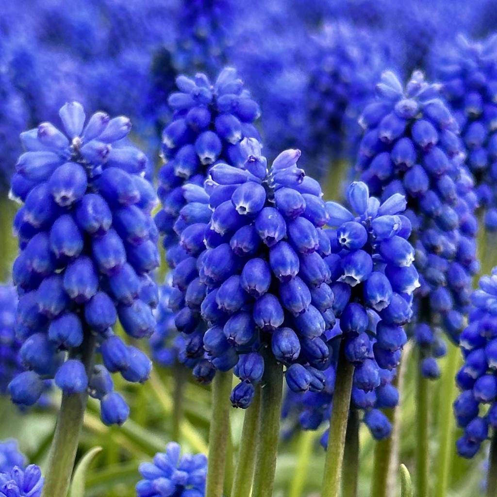 Muscari Blue Magic