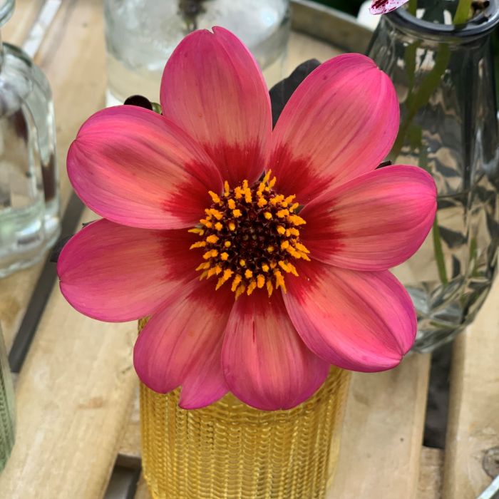 Dahlegria Tricolore