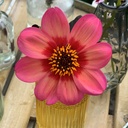 Dahlegria Tricolore