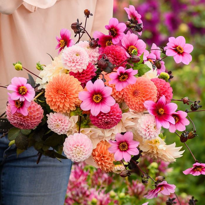 Mix Dahlia Dream (5 dahlias)