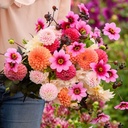 Mix Dahlia Dream (5 dahlias)