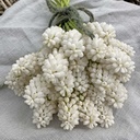 Muscari White Magic pack of 10