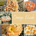 Mix Orange Blush (50 narcissus bulbs)