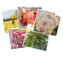 Set of 5 gift cards