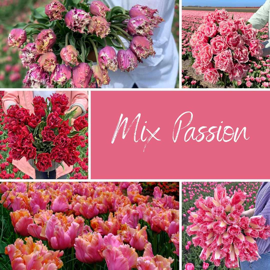 Mix Passion (50 tulip bulbs)