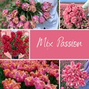 Mix Passion (50 tulip bulbs)