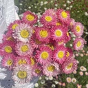 Rhodante Rose Eye