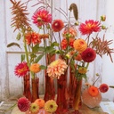 Mix Marieke Nolsen Selection (4 dahlias + 3 seeds)