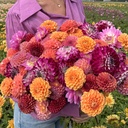 Mix Perfect Picking Garden (8 dahlias)