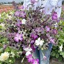 Mix Purple Heaven - 5x flower seeds