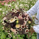 Mix Angels from the Sky - 5 x flowerseeds