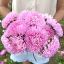 Aster King Size Pink