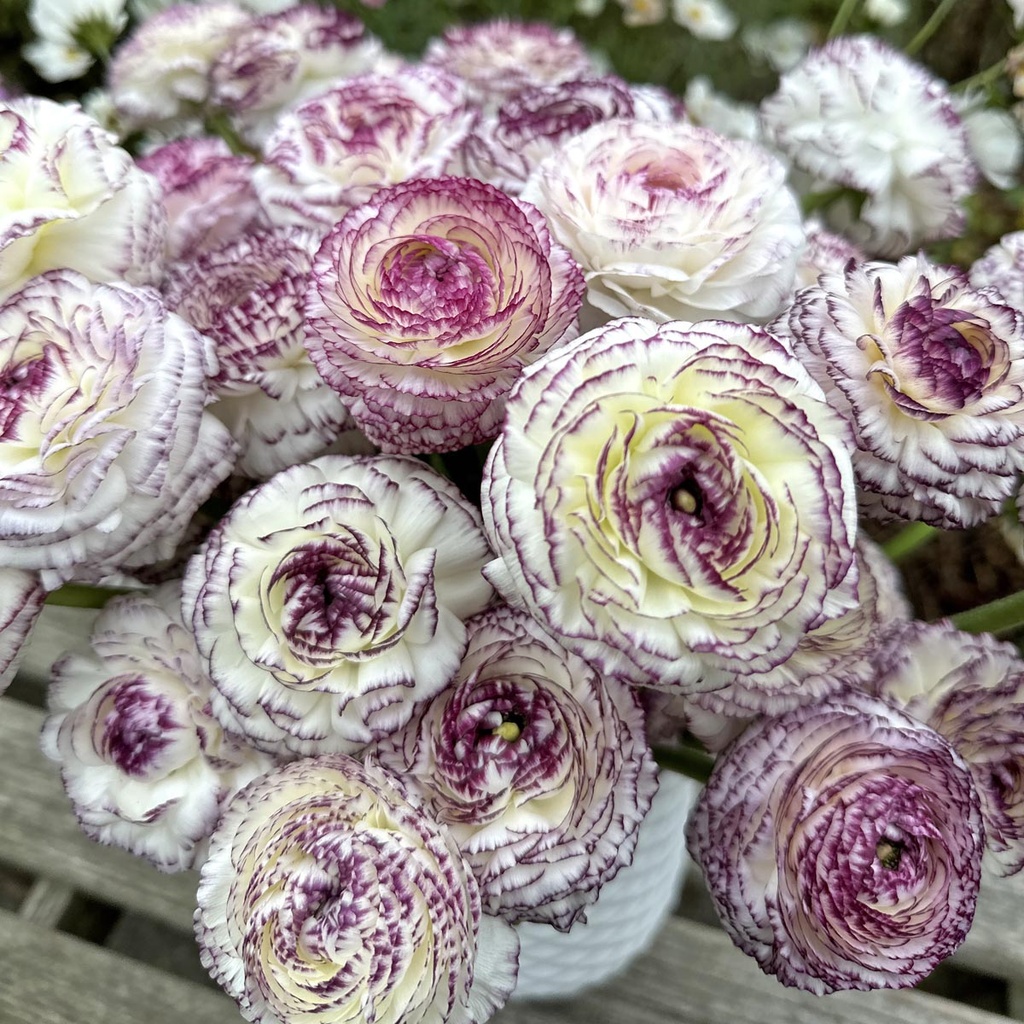 Ranunculus Elegance Bianco Striato®