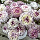 Ranunculus Elegance Bianco Striato®