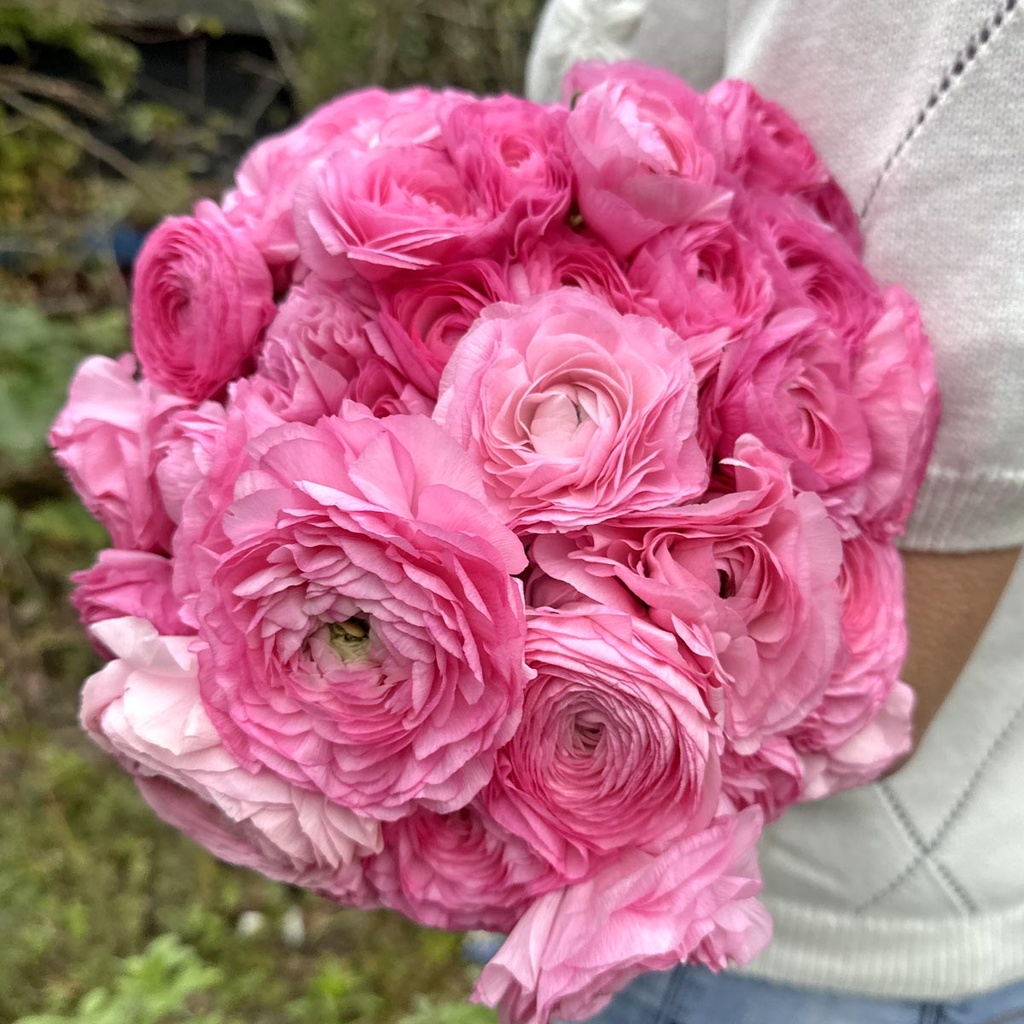 Ranunculus Elegance Rosa®