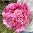 Ranunculus Elegance Rosa®