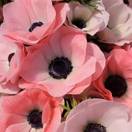 Anemone Mistral Rosa Chiaro®