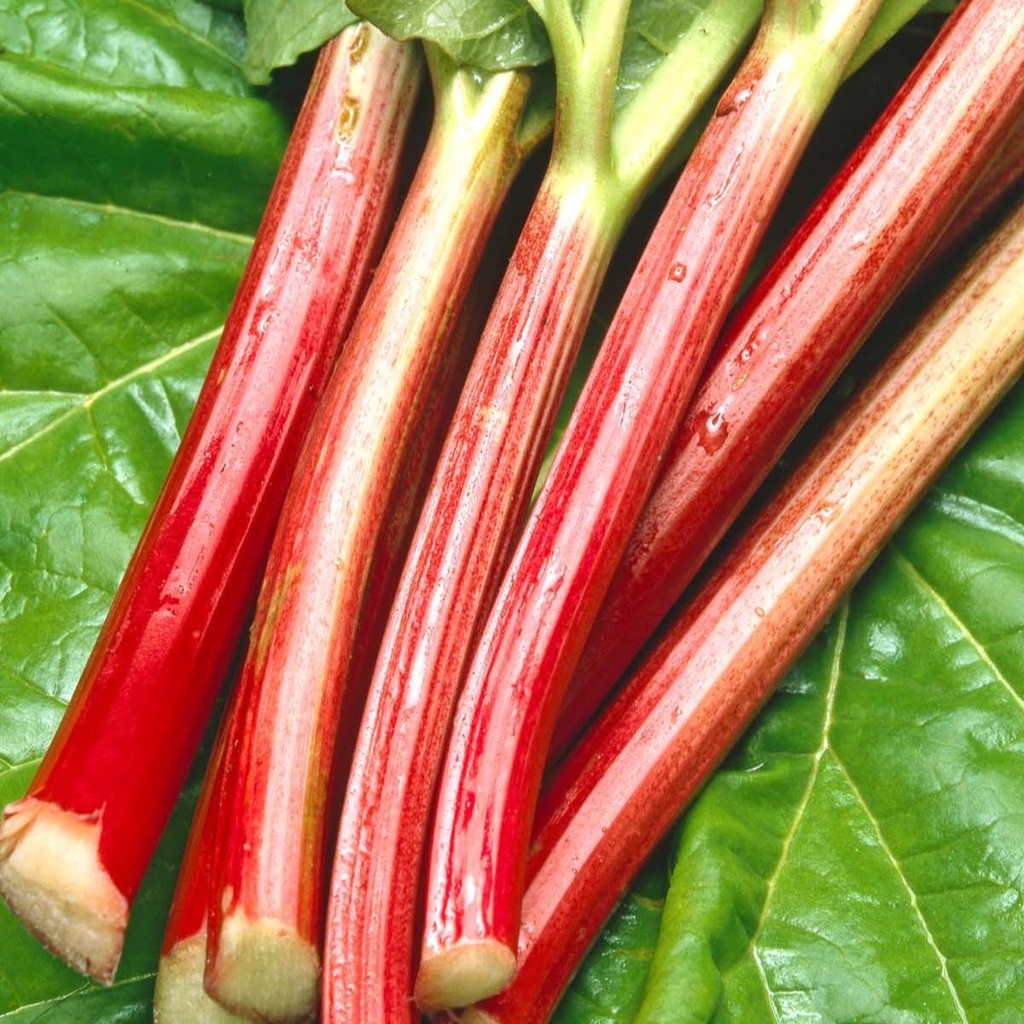 Rhubarb Victoria