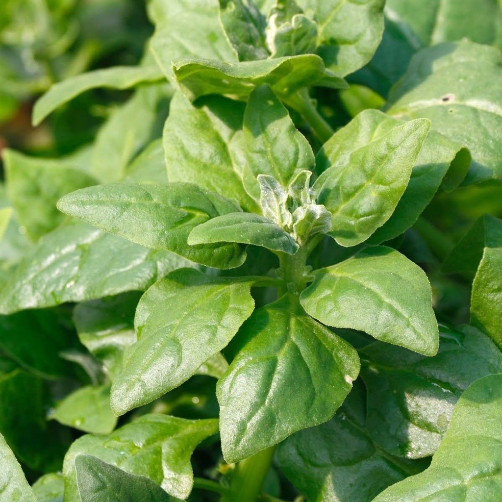 Spinach New Zealand