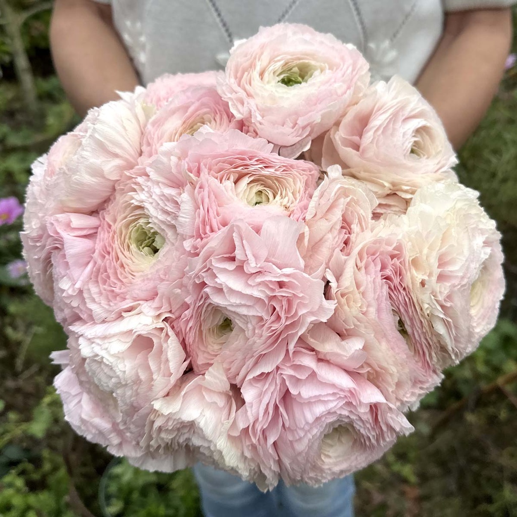 Ranunculus Cloni succes Favola®