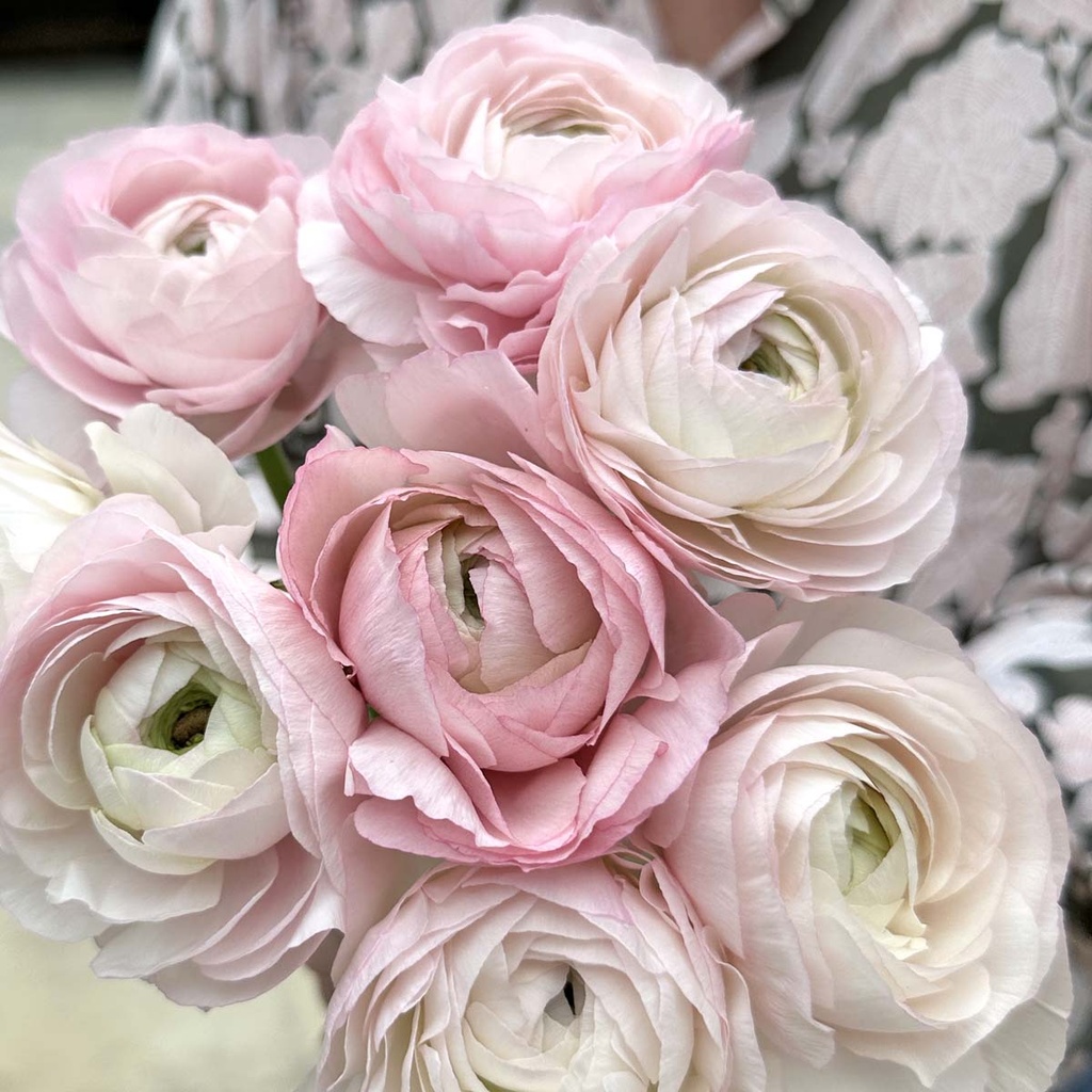 Ranunculus Cloni Succes Lady®