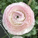 Ranunculus Elegance Striato®