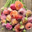 Ranunculus Elegance Pastello Striato mix®