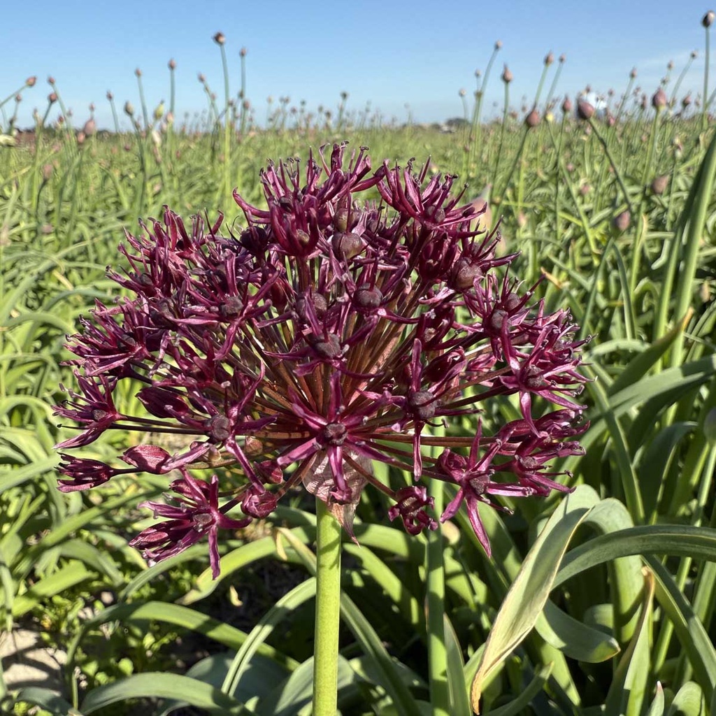 Allium Atropurpureum Pack of 10