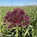 Allium Atropurpureum Pack of 10