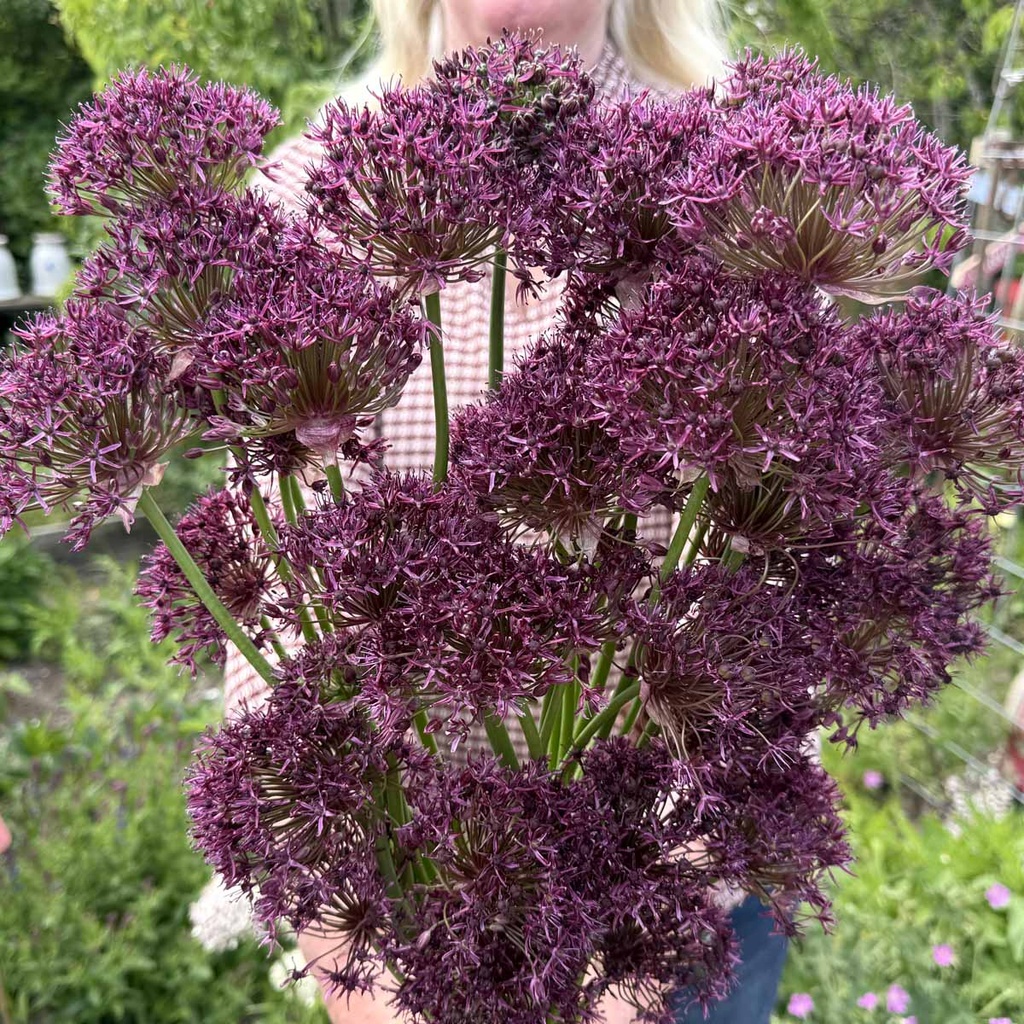 Allium Magic pack of 10