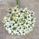 Allium Nigrum pack of 10