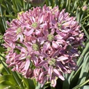 Allium Pink Jewel pack of 3