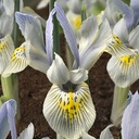 Iris Katharine Hodgkin pack of 10